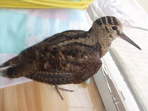 小猫躺在角落里