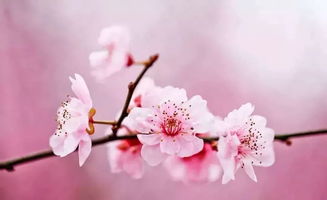 生命中的桃花源（48）：在喧嚣中寻找内心的宁静