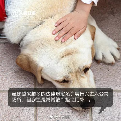 女孩与导盲犬一起训练