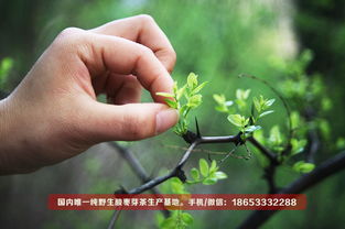 村民在采摘酸枣嫩芽