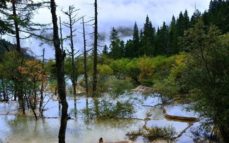 九寨沟大巴坠崖谣言曝光，警方紧急辟谣！