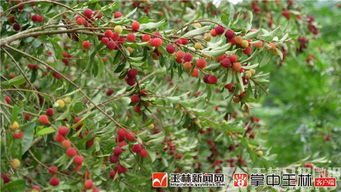 五月杨梅红满山，青涩味道里的童年回忆