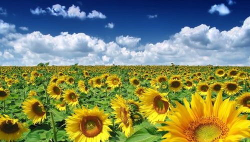 玻璃瓶中的向日葵