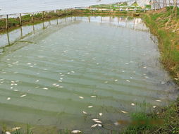 鱼塘中漂浮着大量死鱼