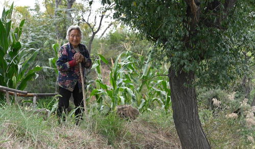 村民哄抢瓜田事件引热议：农田不是菜市场！