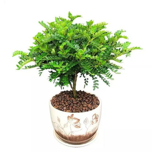 阳台上摆放的驱蚊植物和精油扩香石