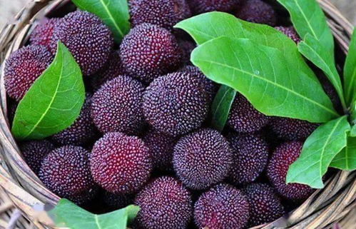 杨梅清洗过程示意图