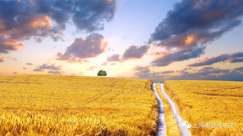 良技+良机，这个夏收季“科技范”满满｜田间地头的智能新风景