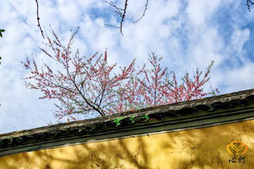 香积寺晨光中的佛像