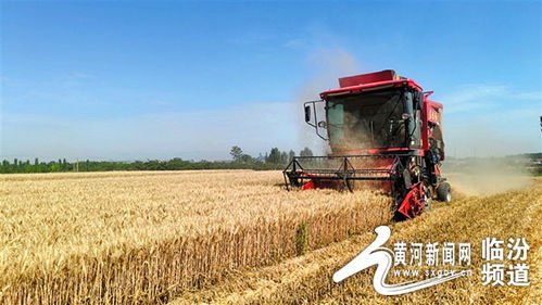 麦浪滚滚，科技助力！夏收夏种进行时，农民笑开颜