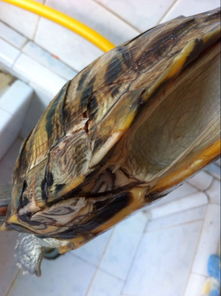 天降乌龟砸死小孩，饲主被判赔128万！真实事件背后的家庭悲剧