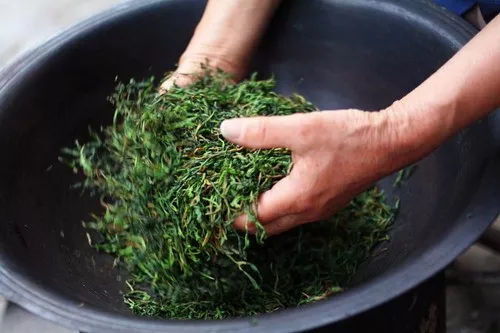 制茶师傅正在手工揉捻茶叶