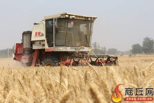 科技赋能夏收奇迹：机损率仅0.5%，每亩多赚15元背后的农业变革