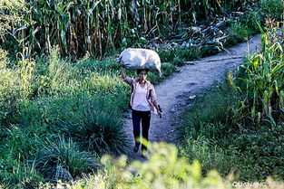 挑扁担回家的高考女孩班主任发声：她不是新闻人物，而是我们心中的英雄