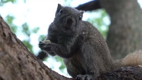 西湖边的‘网红’松鼠为何频频惹争议？游客投喂、意外伤害接连发生，谁该负责？