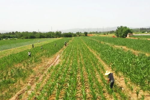 玉米苗被拔事件背后，村民测水质的真相与无奈