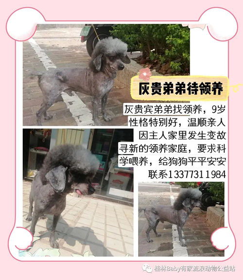 用户分享救助流浪动物的视频画面