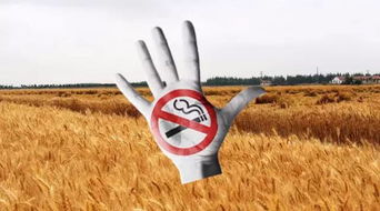 麦田边的高压电线和警示牌