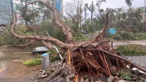 台风过后倒下的树木