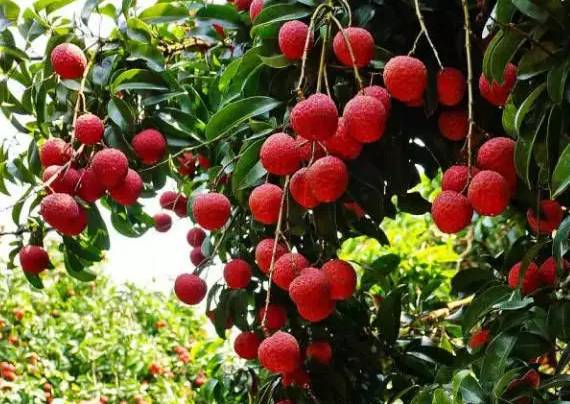 广东荔枝果园实景图