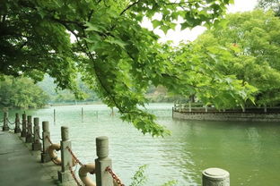 馆长在杭州西湖边散步