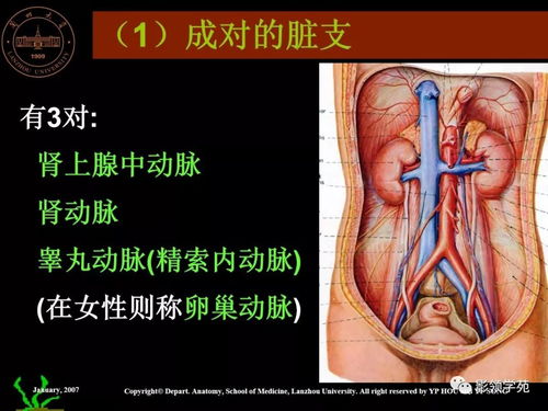 肝脏结构及癌变示意图