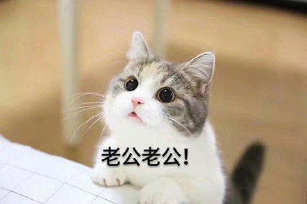 馆长表情包示例