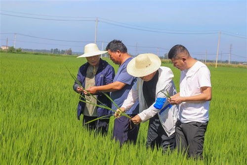 农业技术人员在田间指导安全操作