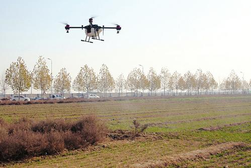 果农使用无人机巡查荔枝园