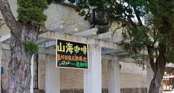 青岛八大关梧桐树