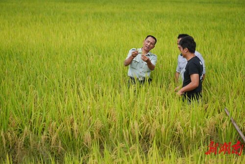 者来女在田间劳作的自然笑容