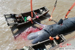 钞票被打捞上岸