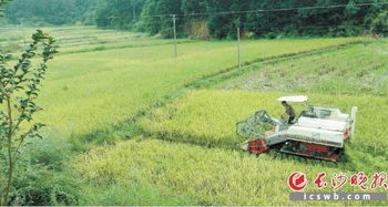 一片好“丰”景背后的故事：田间地头的喜悦与汗水