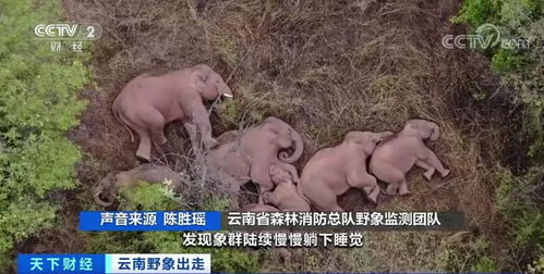 男子造谣许昌惊现鳄鱼被行拘｜真相背后，网络谣言为何屡禁不止？