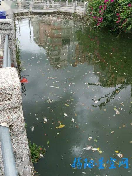 深圳河道惊现成扎钞票，真相让人意想不到！