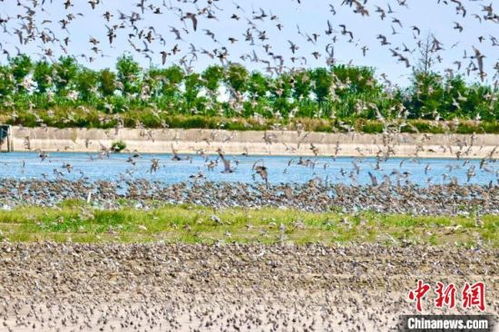 黄海湿地候鸟飞翔场景