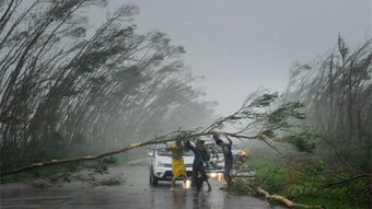 台风期间雷州街头树木被风吹倒的场景