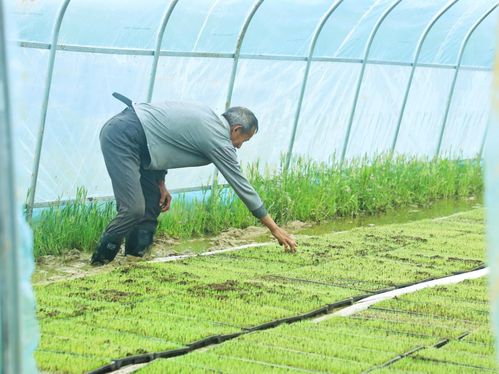 蚌埠农民查看枯萎秧苗