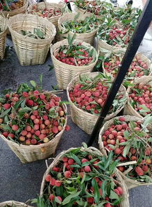 湖南这所学校太豪横！一出手就是1万公斤荔枝，师生：甜到心里了