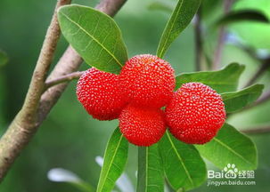 新鲜的杨梅果实摆放在盘中