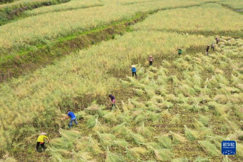 苗苗在田间劳作