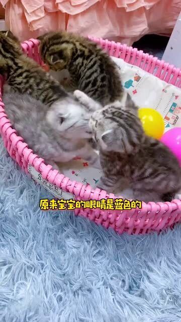 婴儿蓝色的眼睛特写