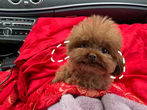 狗狗被粗暴对待