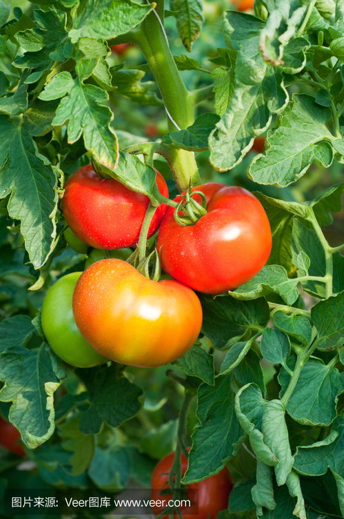 苗苗在菜园里摘番茄