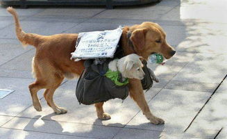 街头防狗技巧示意图