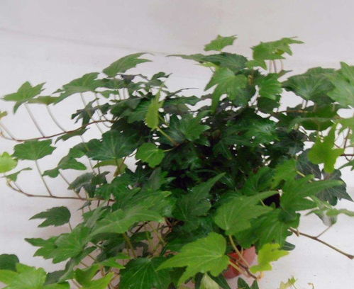 家中摆放的空气净化器和绿植