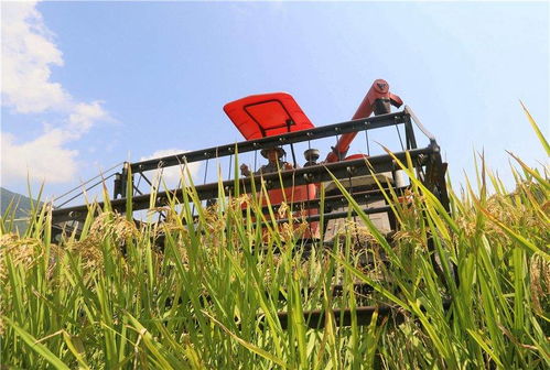 走进中国乡村，感受田间好丰景的震撼与温情