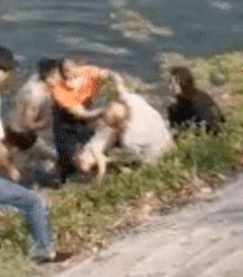 小牛被救上岸后连滚带爬奔向母亲