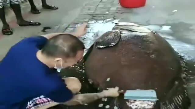 广东街头惊现“走地鱼”？真相让人哭笑不得！