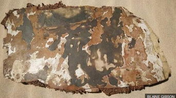 树下烧焦痕迹与残骸